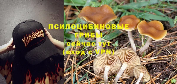 стаф Зерноград